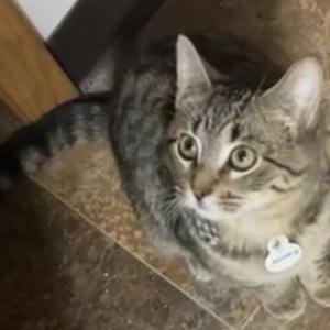Image of Ares, Lost Cat