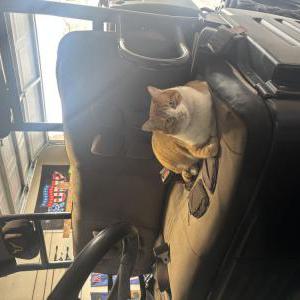 Image of Goose, Lost Cat