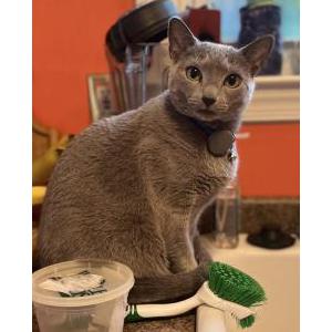 Lost 2 Niko (Virginia)