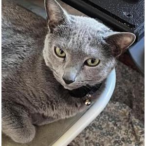 2nd Image of Niko, Lost Cat