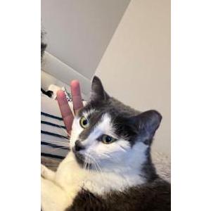 Image of Summer, Lost Cat