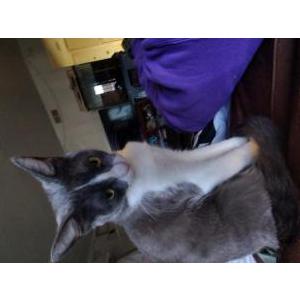 Image of Coco, Lost Cat