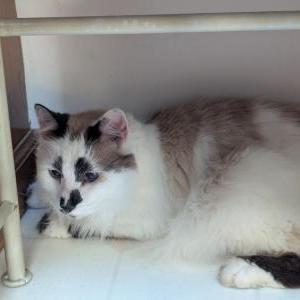 Image of Unknown, Found Cat