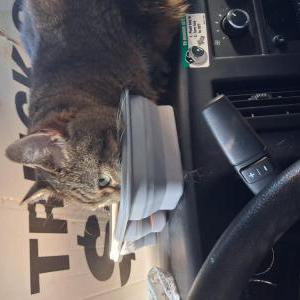 Image of Izzy or moo moo, Lost Cat