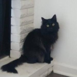 Image of Mr Bubbles, Lost Cat