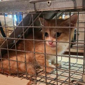 Image of Unknown, Found Cat