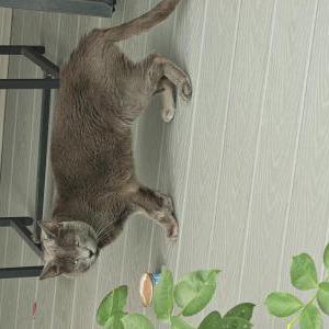 Image of Unknown, Found Cat
