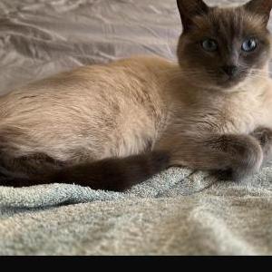 Image of Sihah, Lost Cat