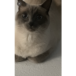2nd Image of Sihah, Lost Cat