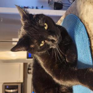 Lost Cat Inkus