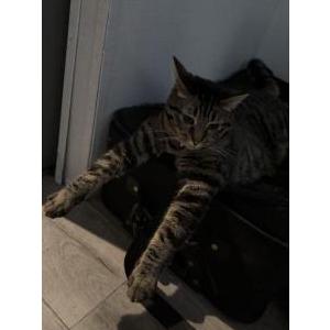 Image of Periwinkle, Lost Cat