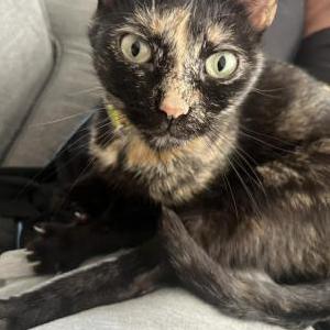 Image of Raven, Lost Cat