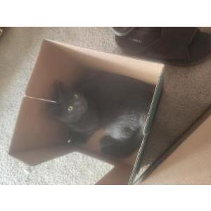 Image of LUCY, Lost Cat