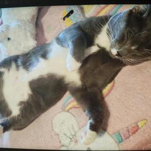 2nd Image of Oreo, Lost Cat