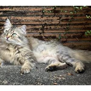 Image of Felina, Lost Cat