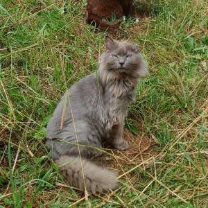 Image of Stormy, Lost Cat