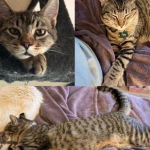 Image of Jynx, Lost Cat