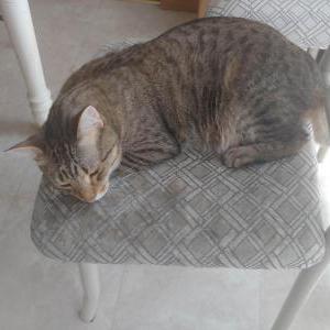 Image of Kuru, Lost Cat