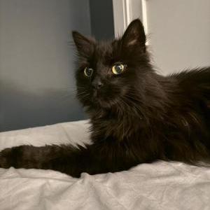 Lost 2 Gabe or Gabriel (Massachusetts)