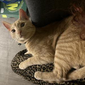 Lost Cat Milo Bailey