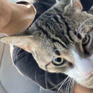 Image of Titinho, Lost Cat