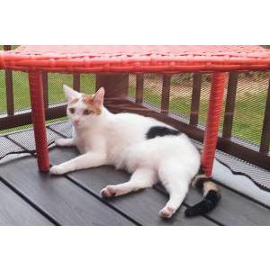 Image of Aerial, Lost Cat
