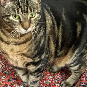 Lost 2 Bengal (NY)