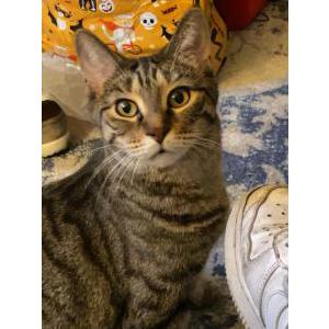 Image of Navi, Lost Cat