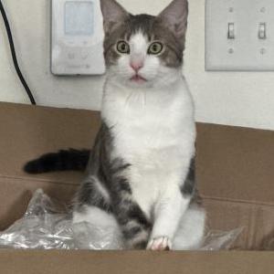 Image of Mochi, Lost Cat