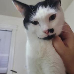 Image of Captain, Lost Cat