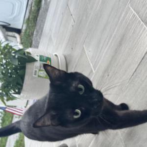 Lost 2 Precious (Florida)