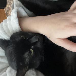 Image of Peter, Lost Cat