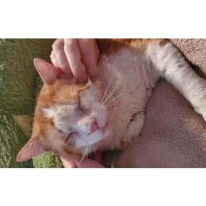 Image of Captain, Lost Cat