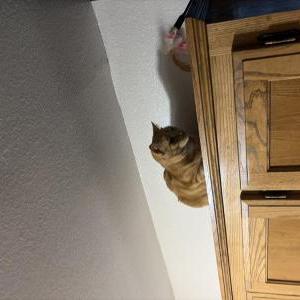 Image of Ivy, Lost Cat