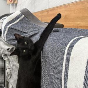 Image of Kiwi, Lost Cat