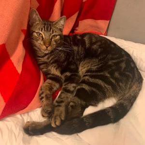 Image of Marty, Lost Cat