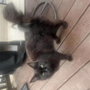 Image of unknown, Found Cat