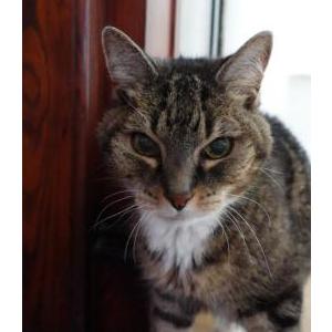 Image of Jacoby, Lost Cat