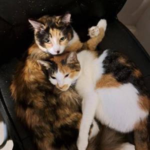Image of Hyami, Lost Cat