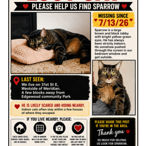 Image of Sparrow, Lost Cat