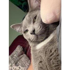 Image of Gordito, Lost Cat