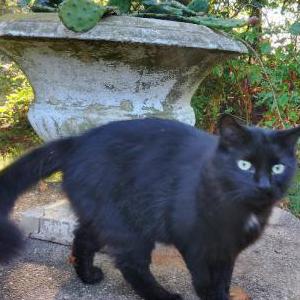 Image of Bear, Lost Cat