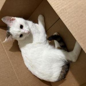 Image of Lumina, Lost Cat
