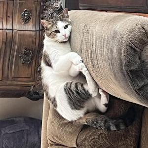 Image of Twig, Lost Cat