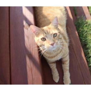 Lost Cat Casper