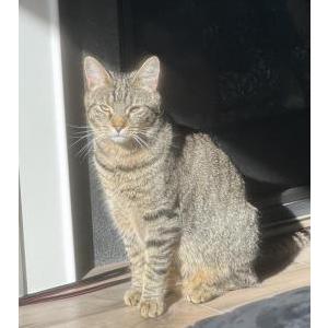 Image of Chloe, Lost Cat