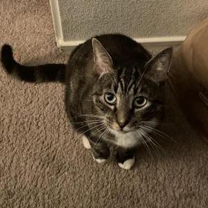 Image of Buddy, Lost Cat