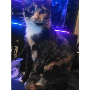 Lost Cat Mochi