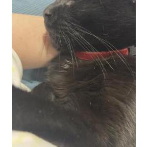Lost Cat Vader