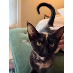 Image of Unknown, Found Cat
